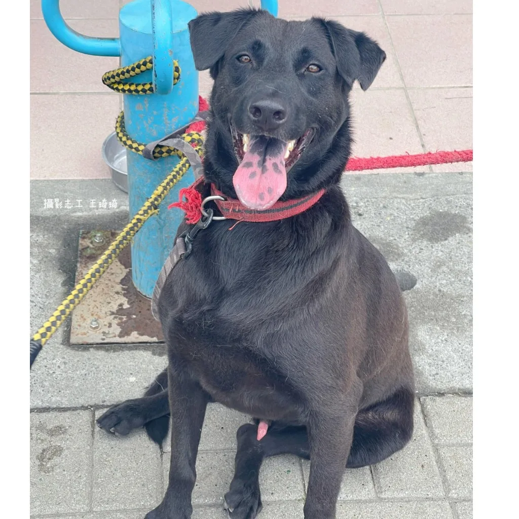 混種犬