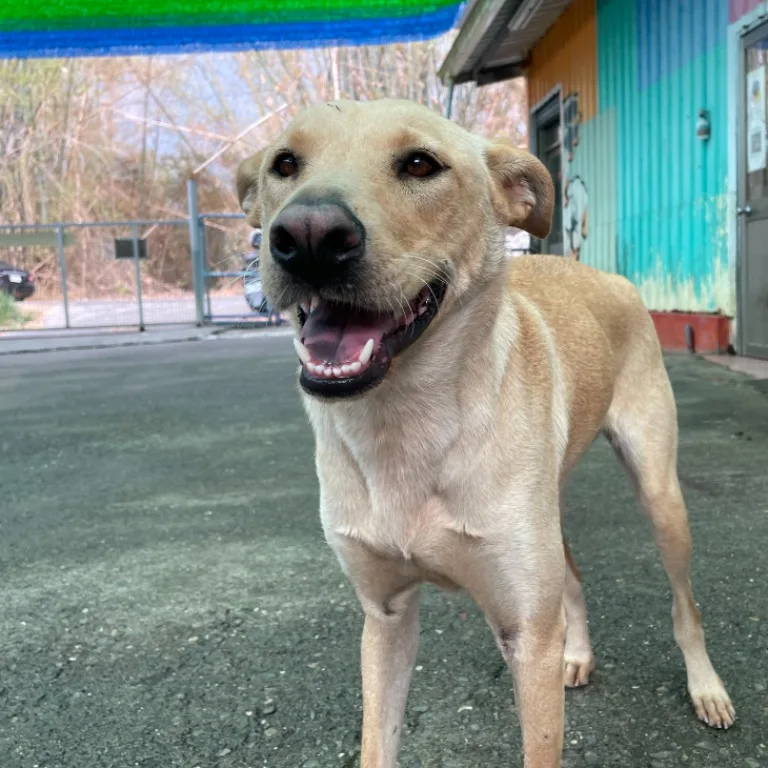 混種犬