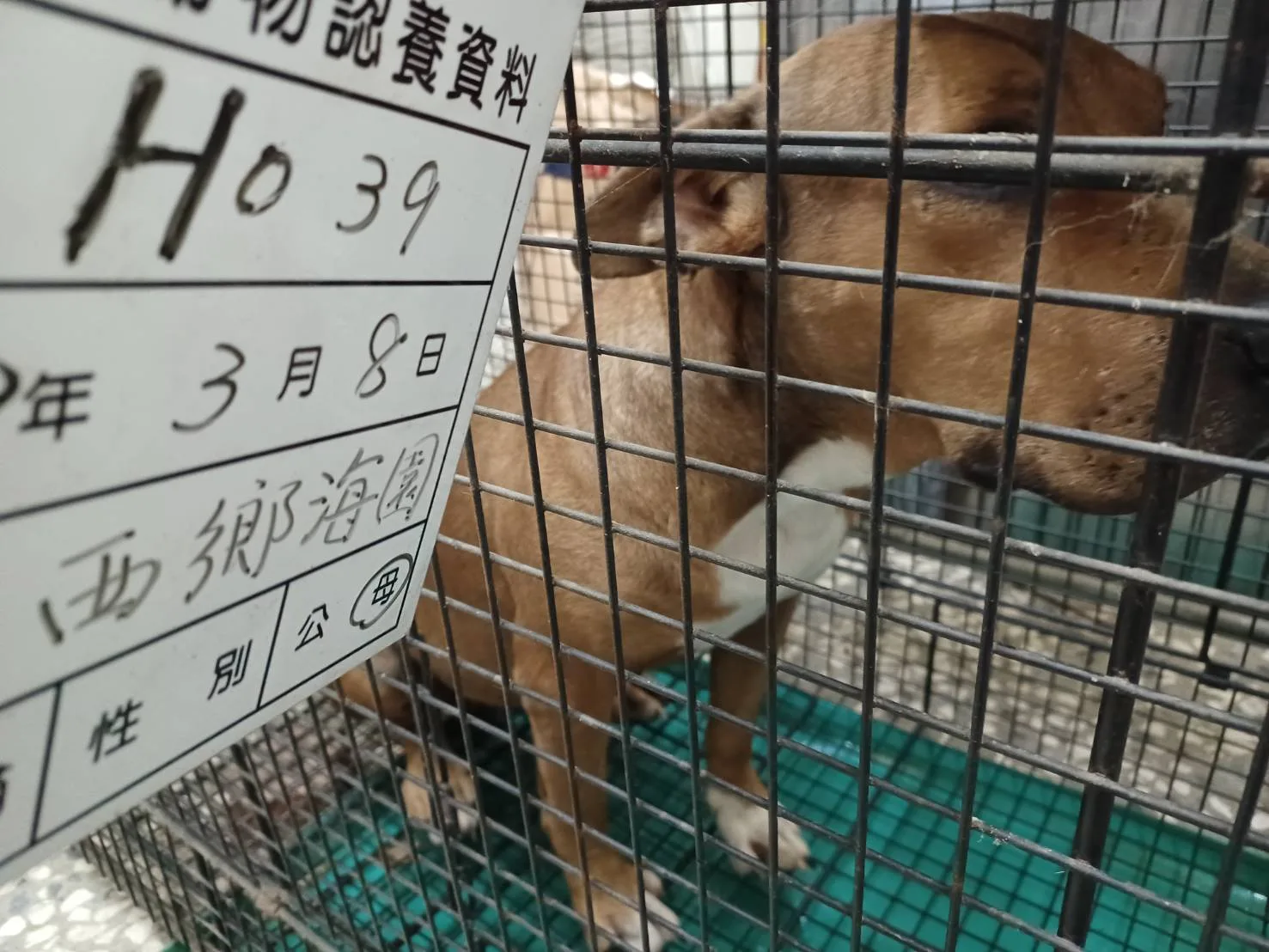 混種犬