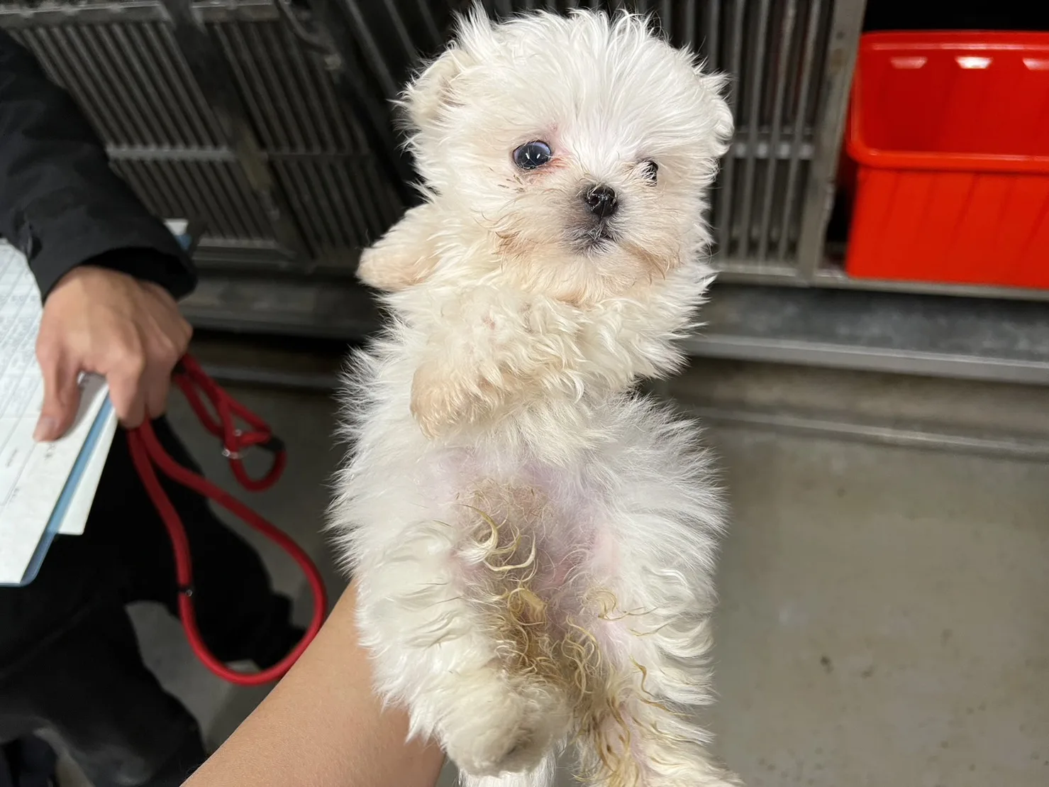 瑪爾濟斯犬