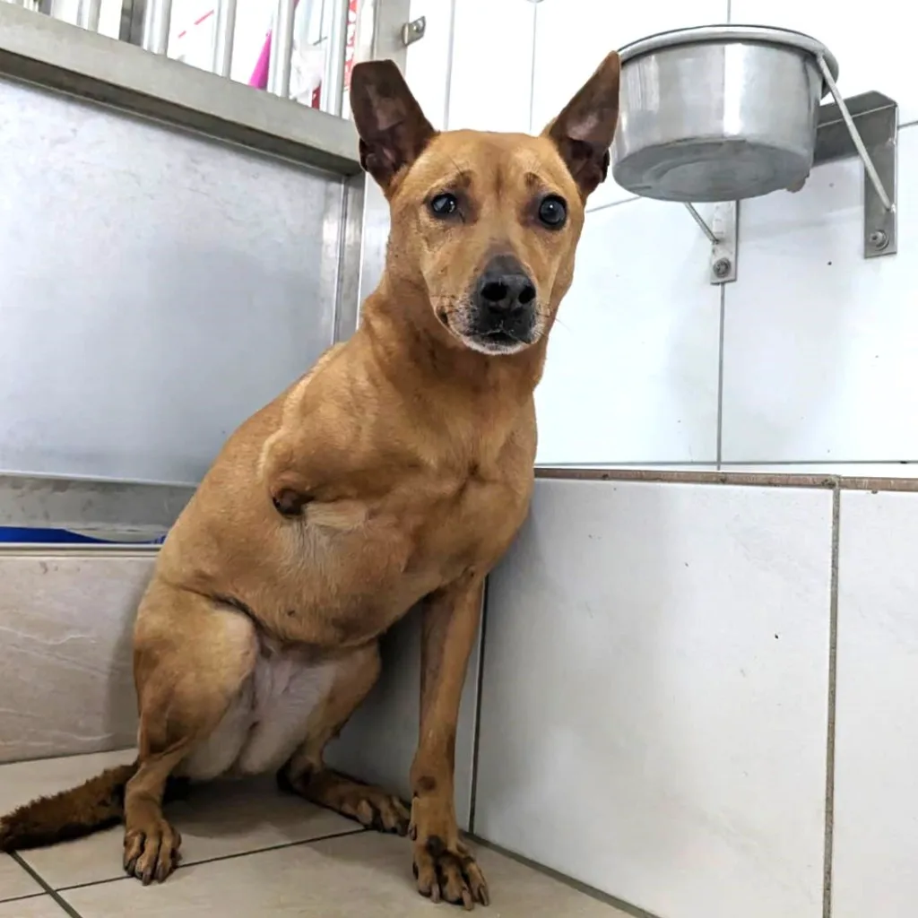 混種犬