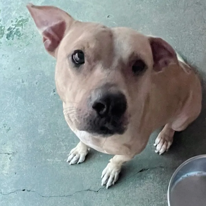 混種犬