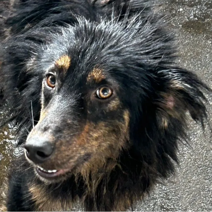 混種犬