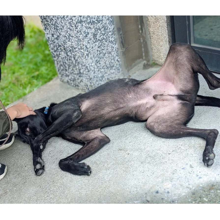 混種犬