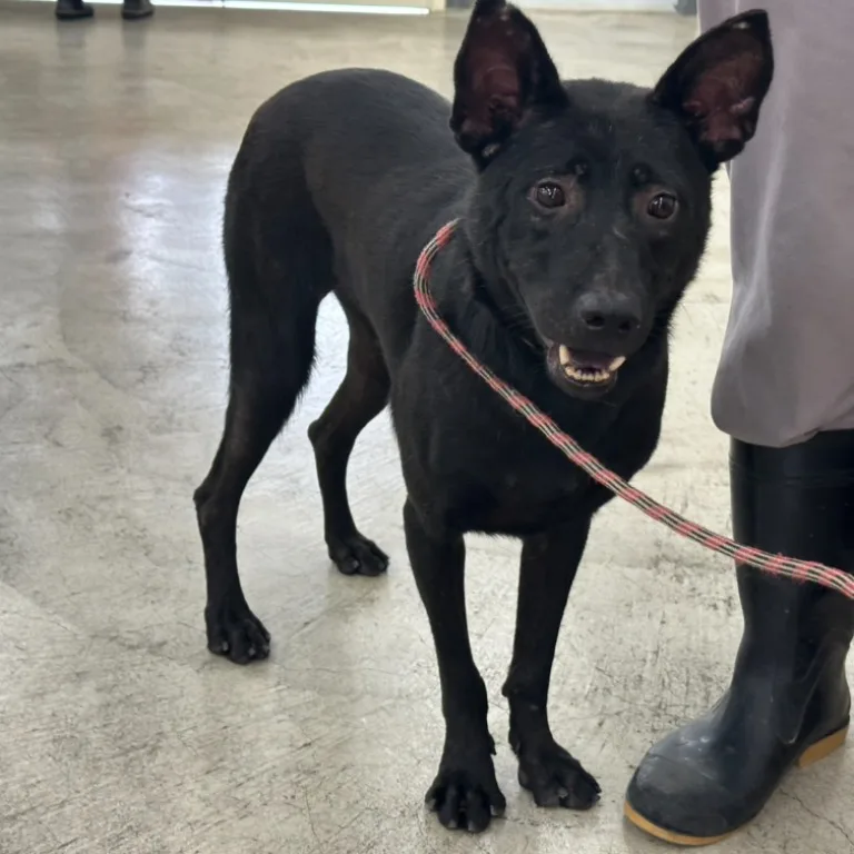 混種犬