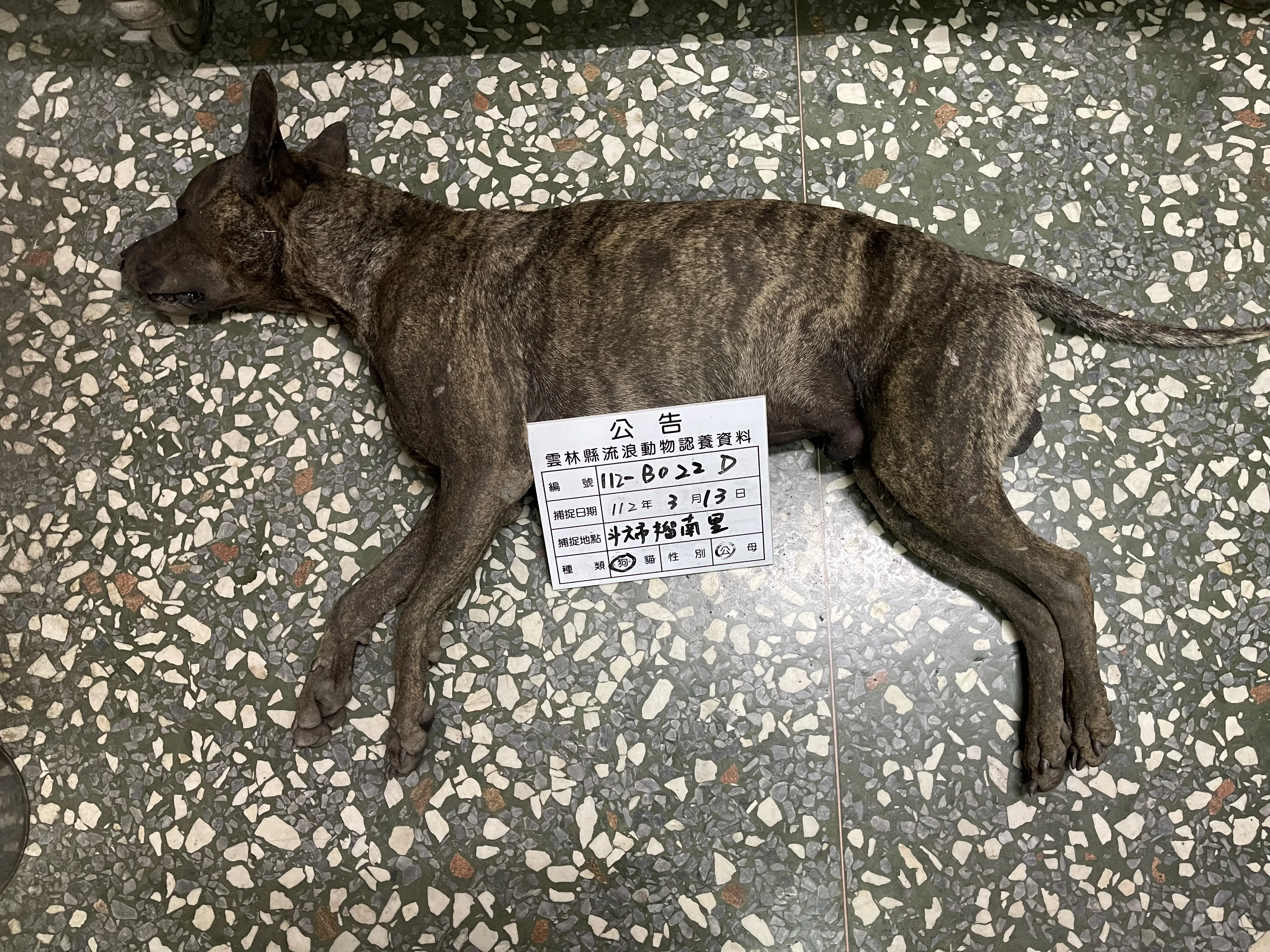 混種犬