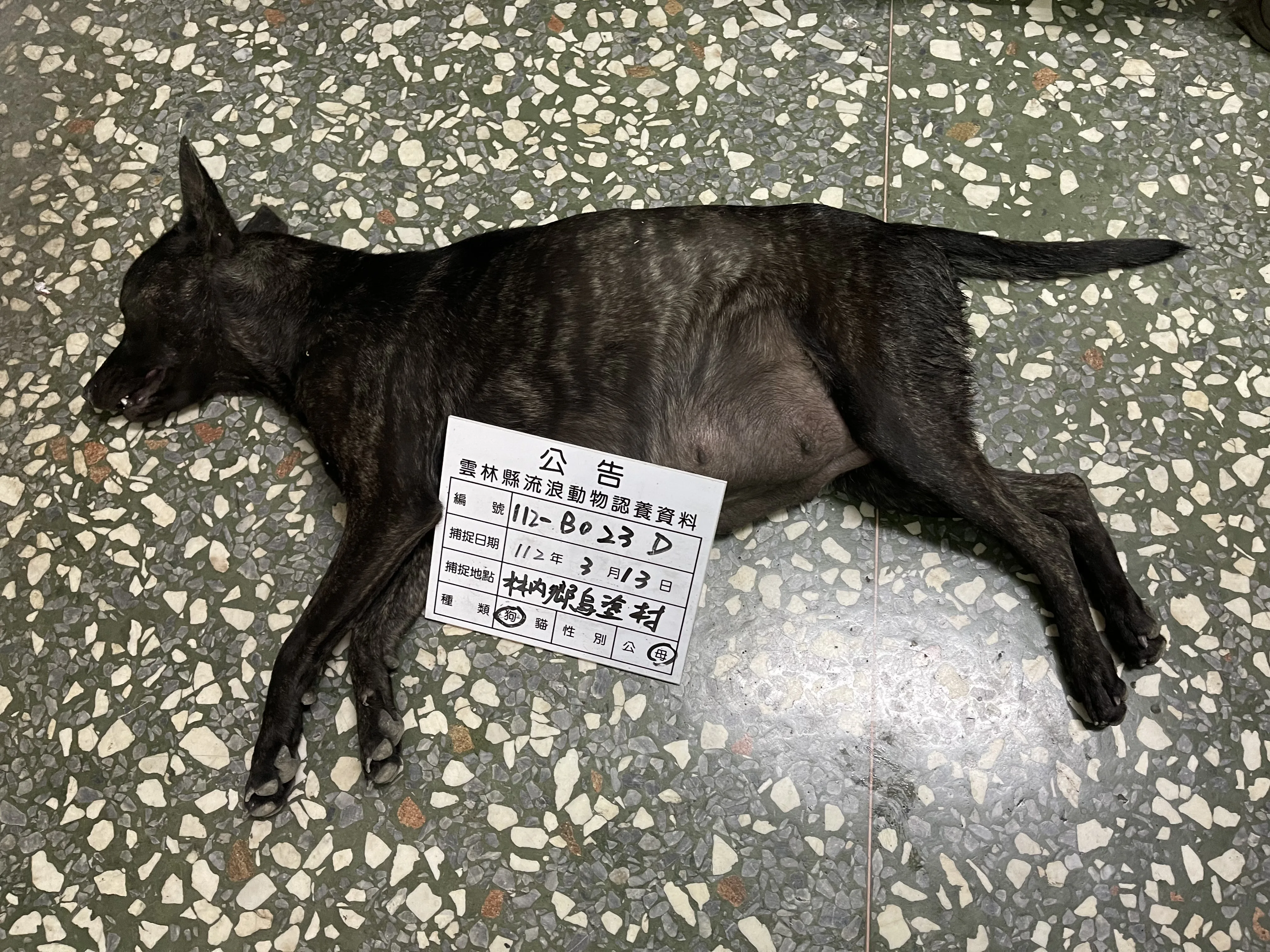 混種犬