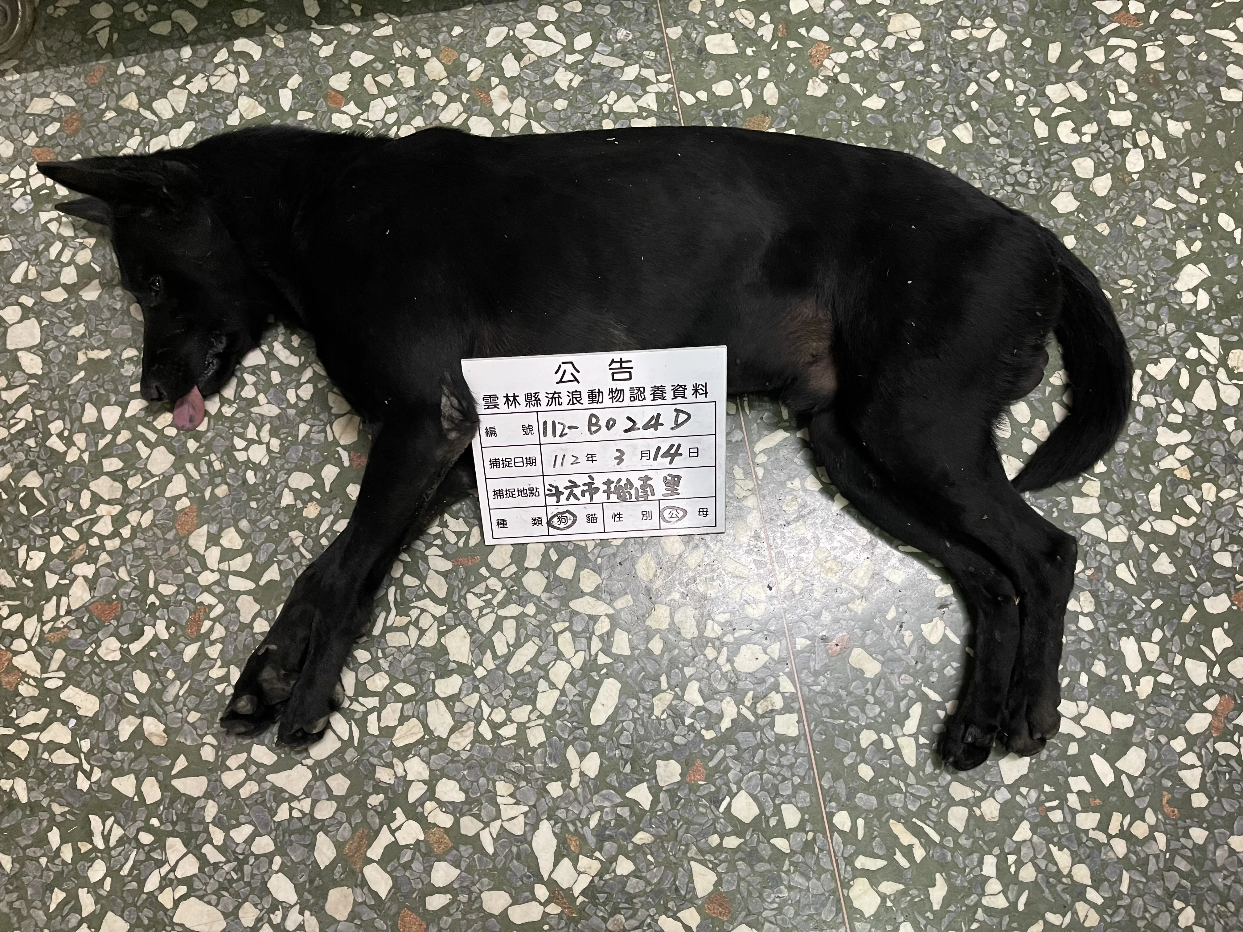 混種犬