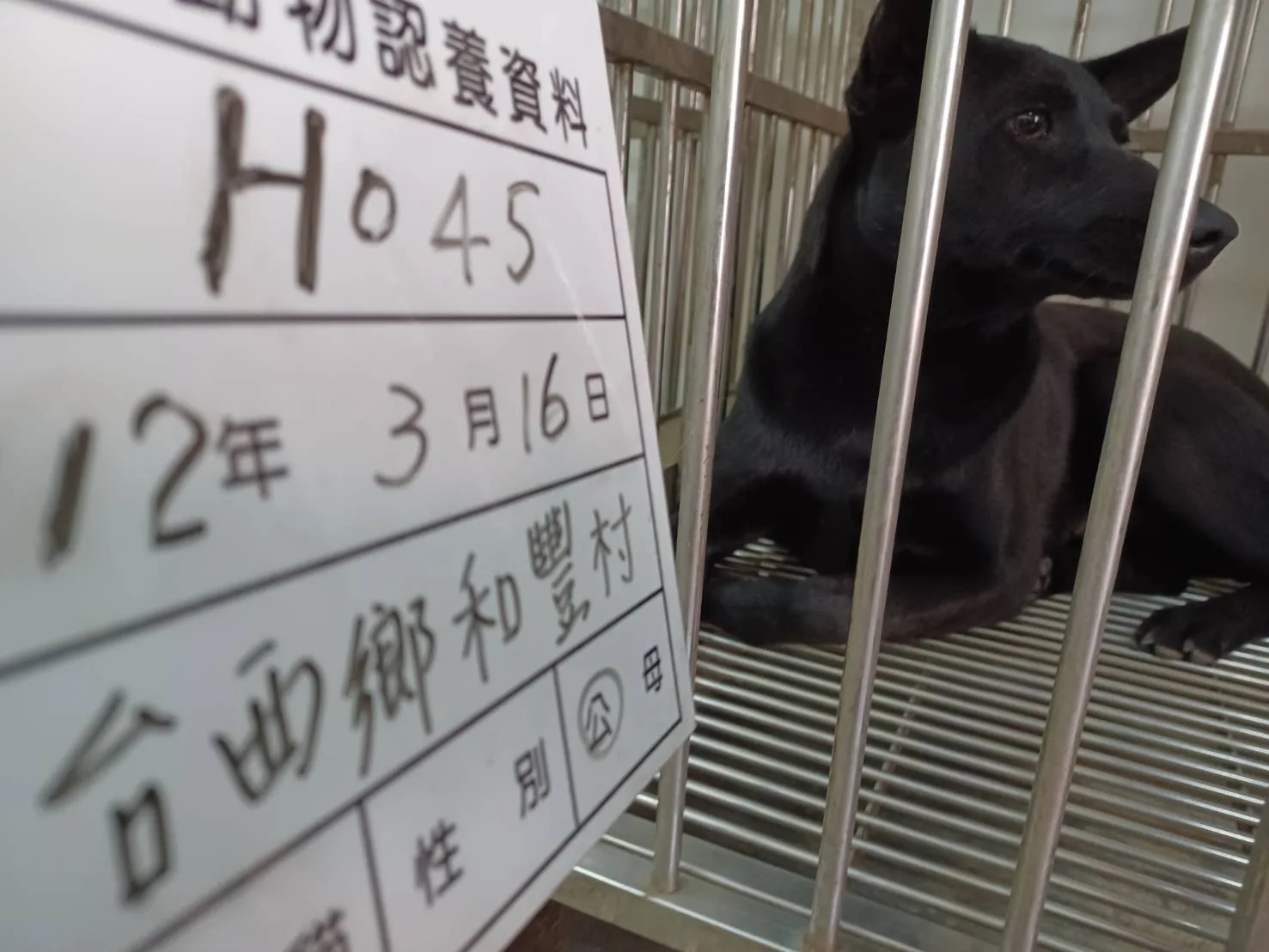 混種犬