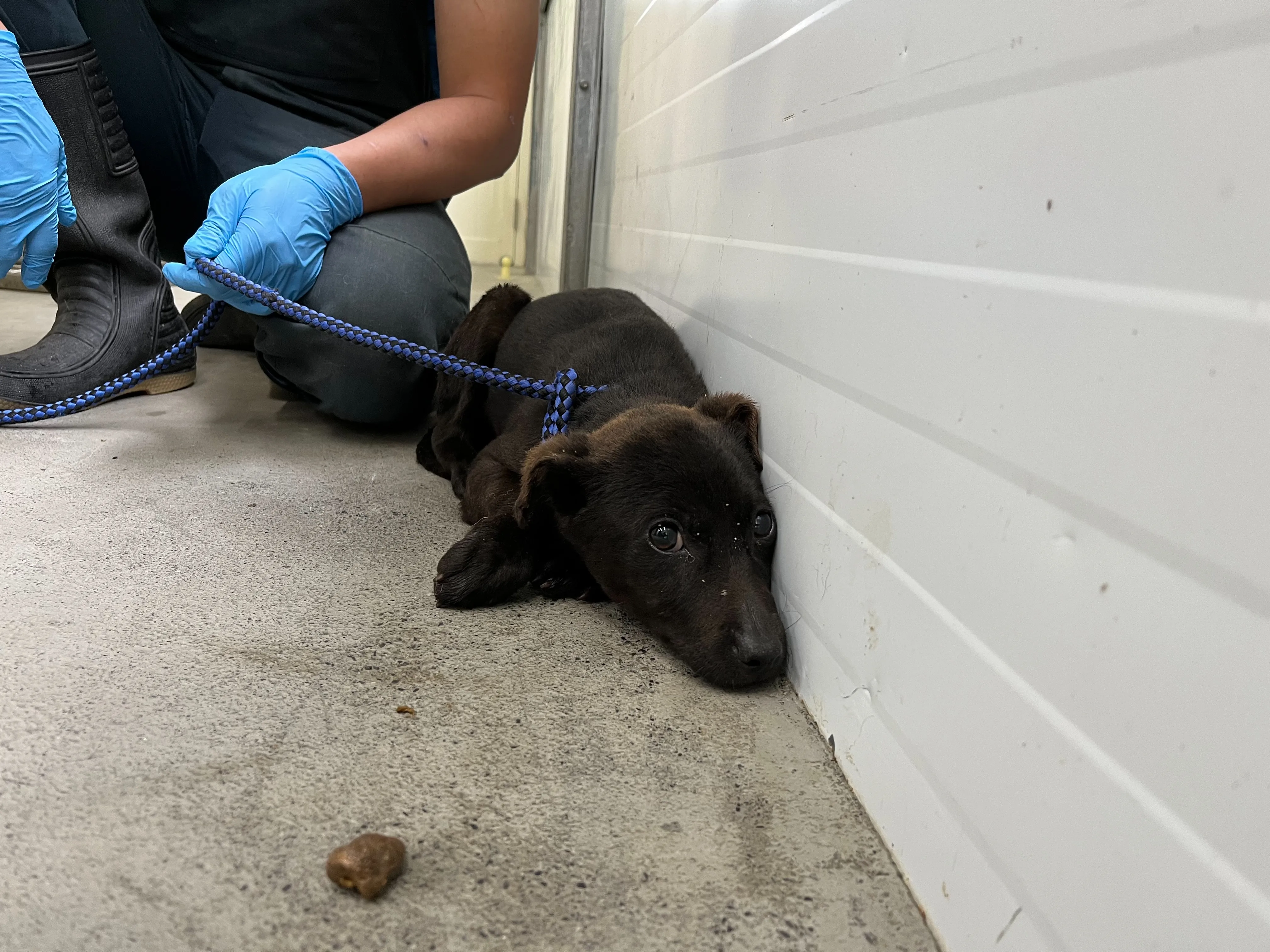 混種犬