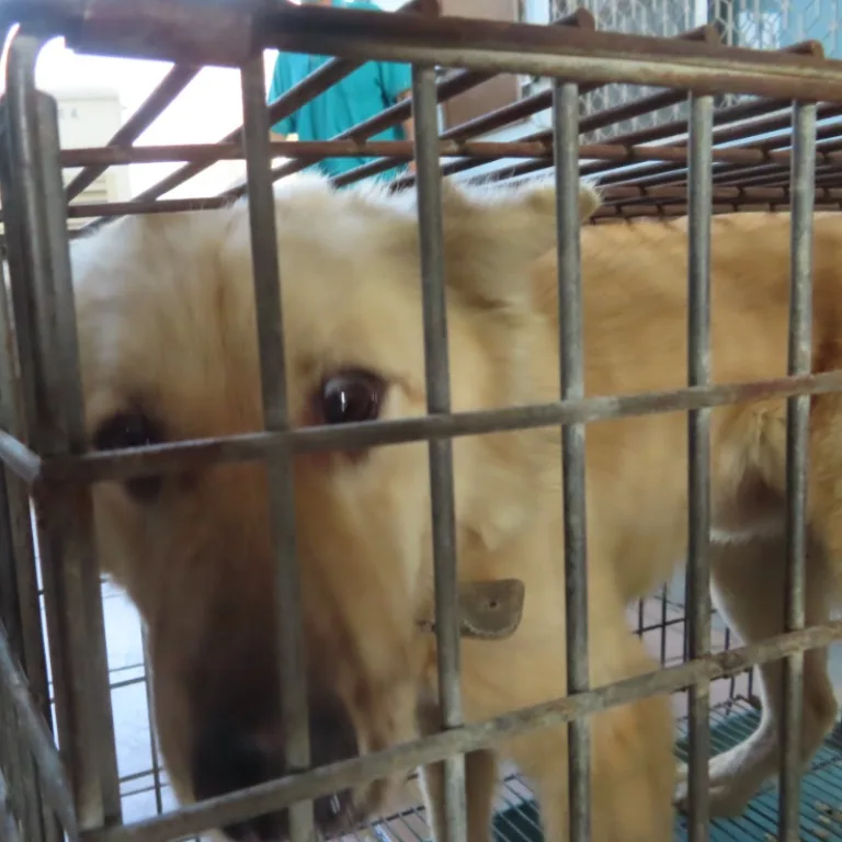 混種犬