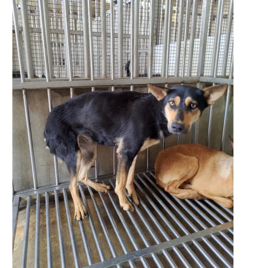 混種犬