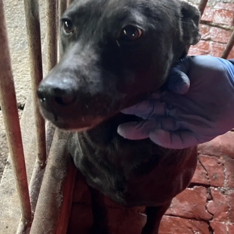 混種犬