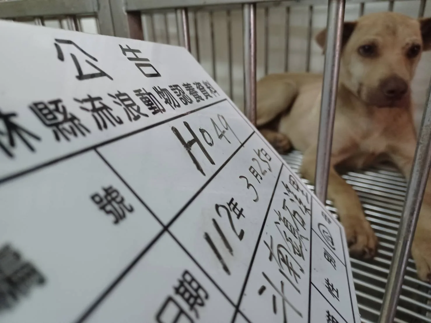 混種犬