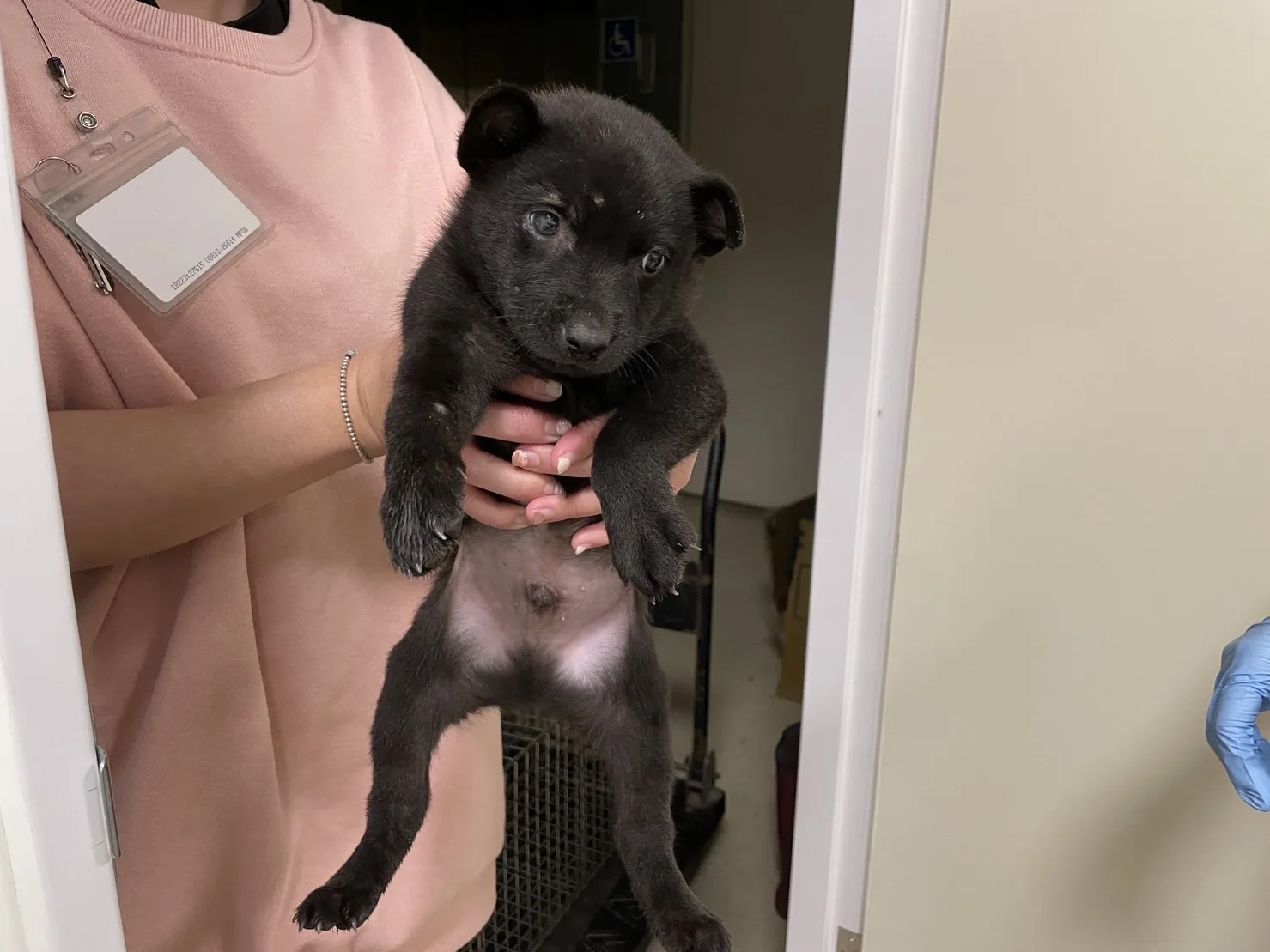 混種犬