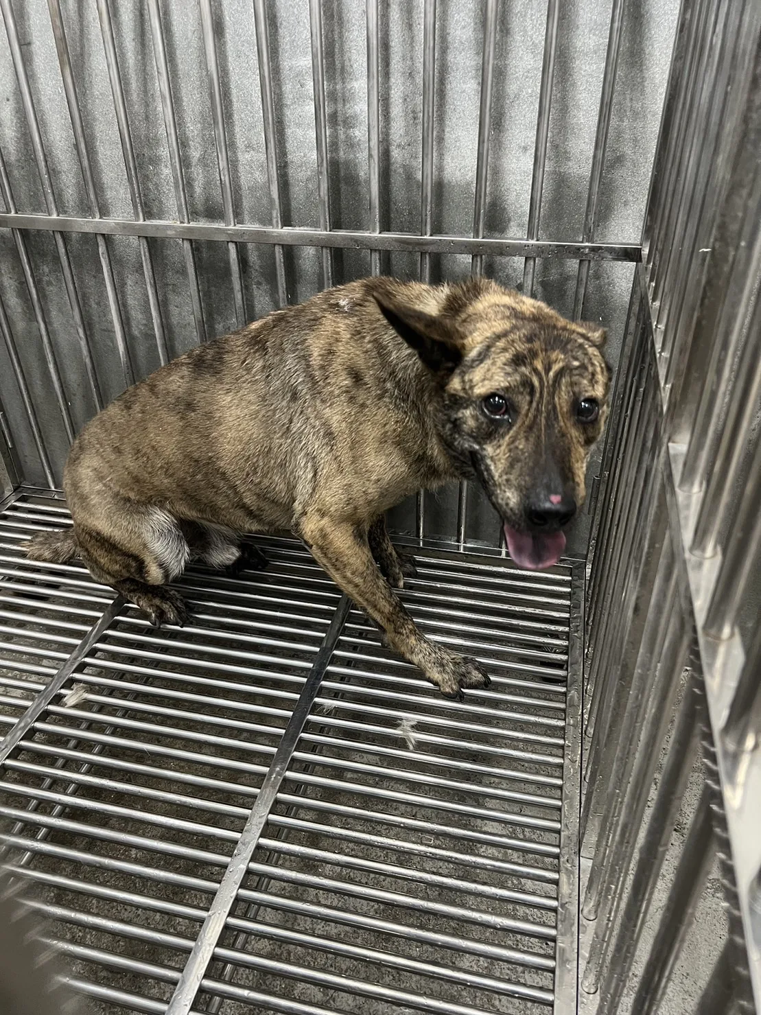 混種犬
