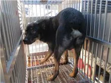 混種犬