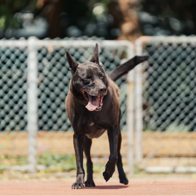 混種犬