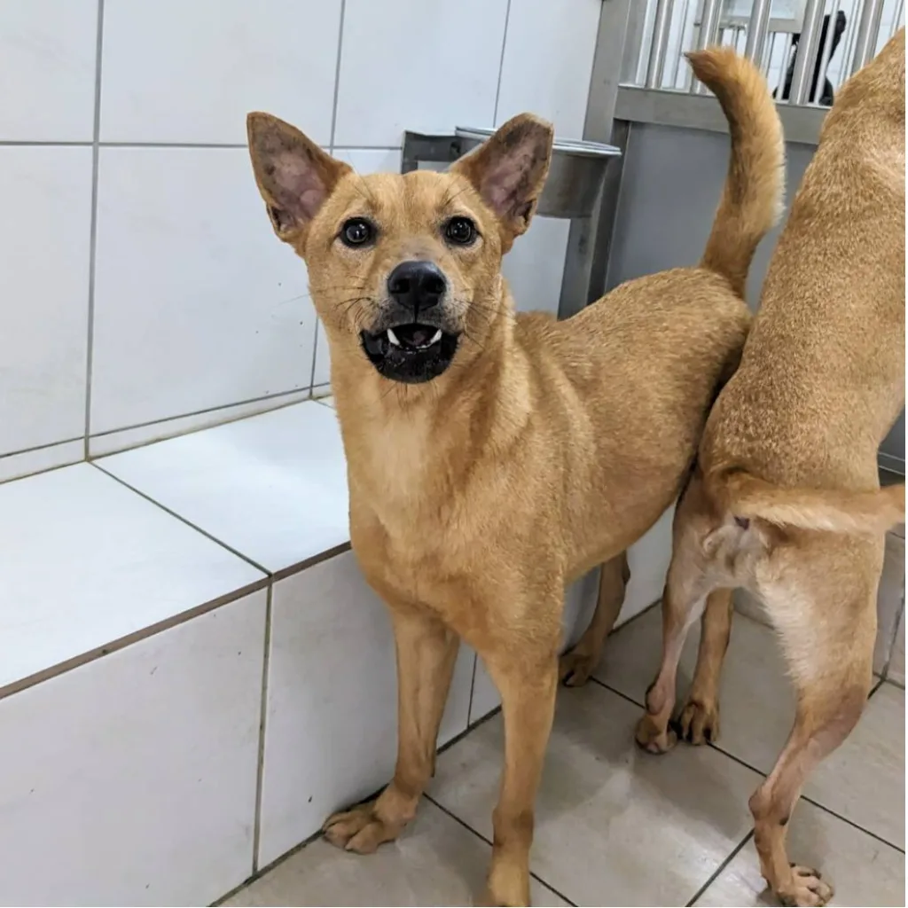 混種犬