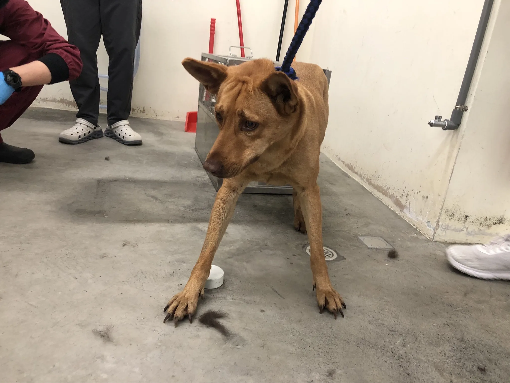 混種犬