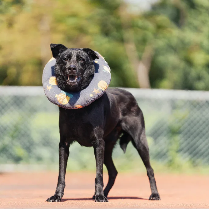 混種犬