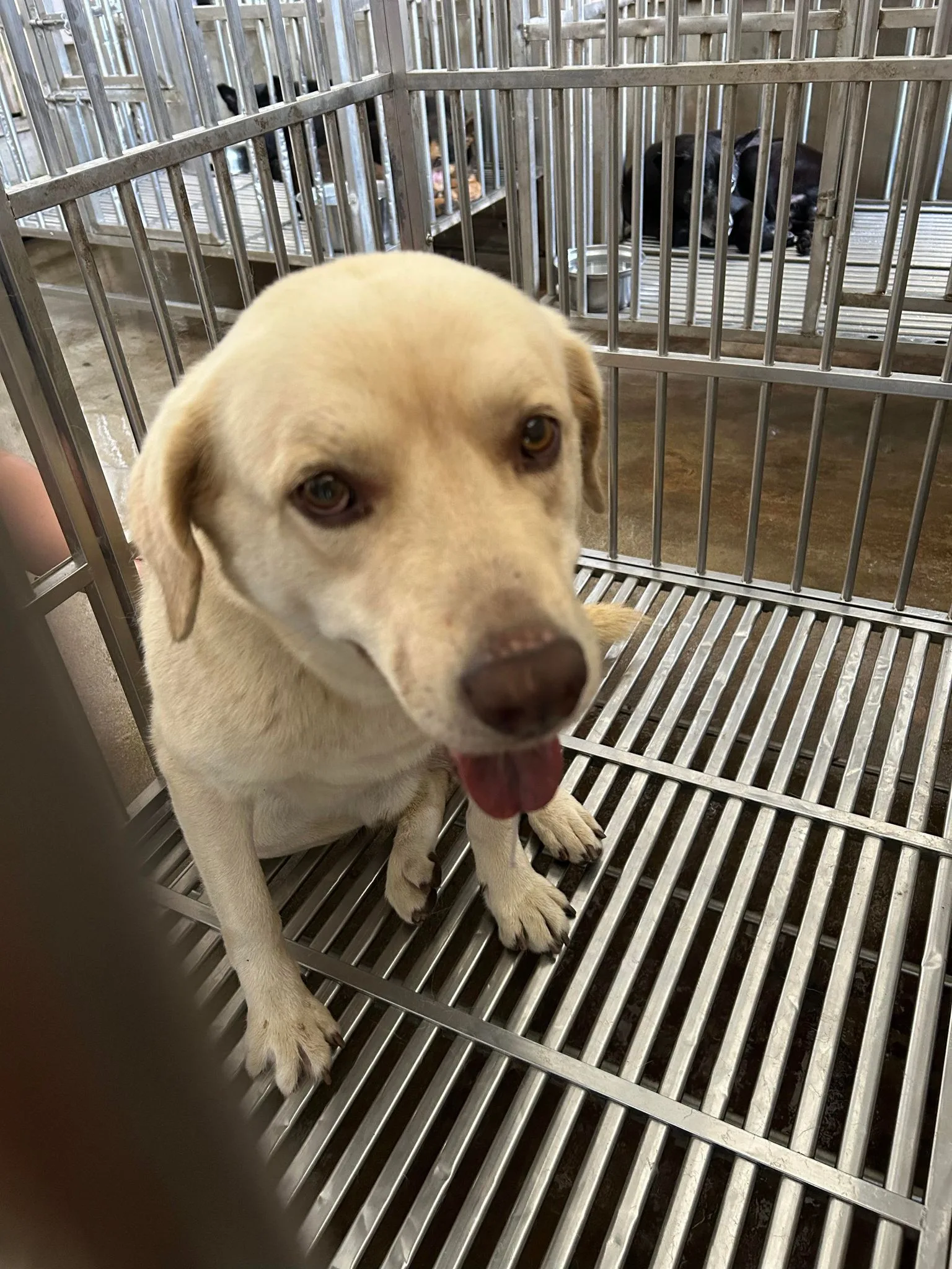 混種犬
