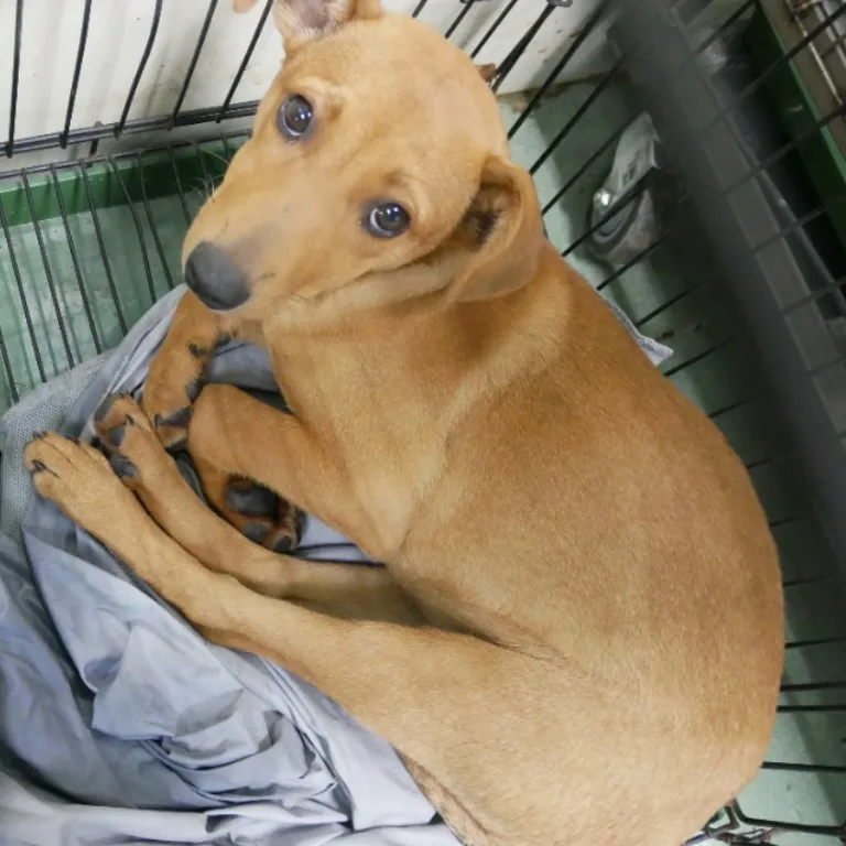 混種犬