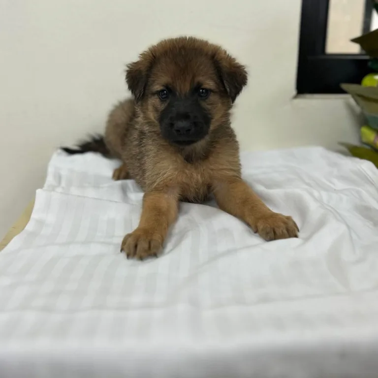 混種犬