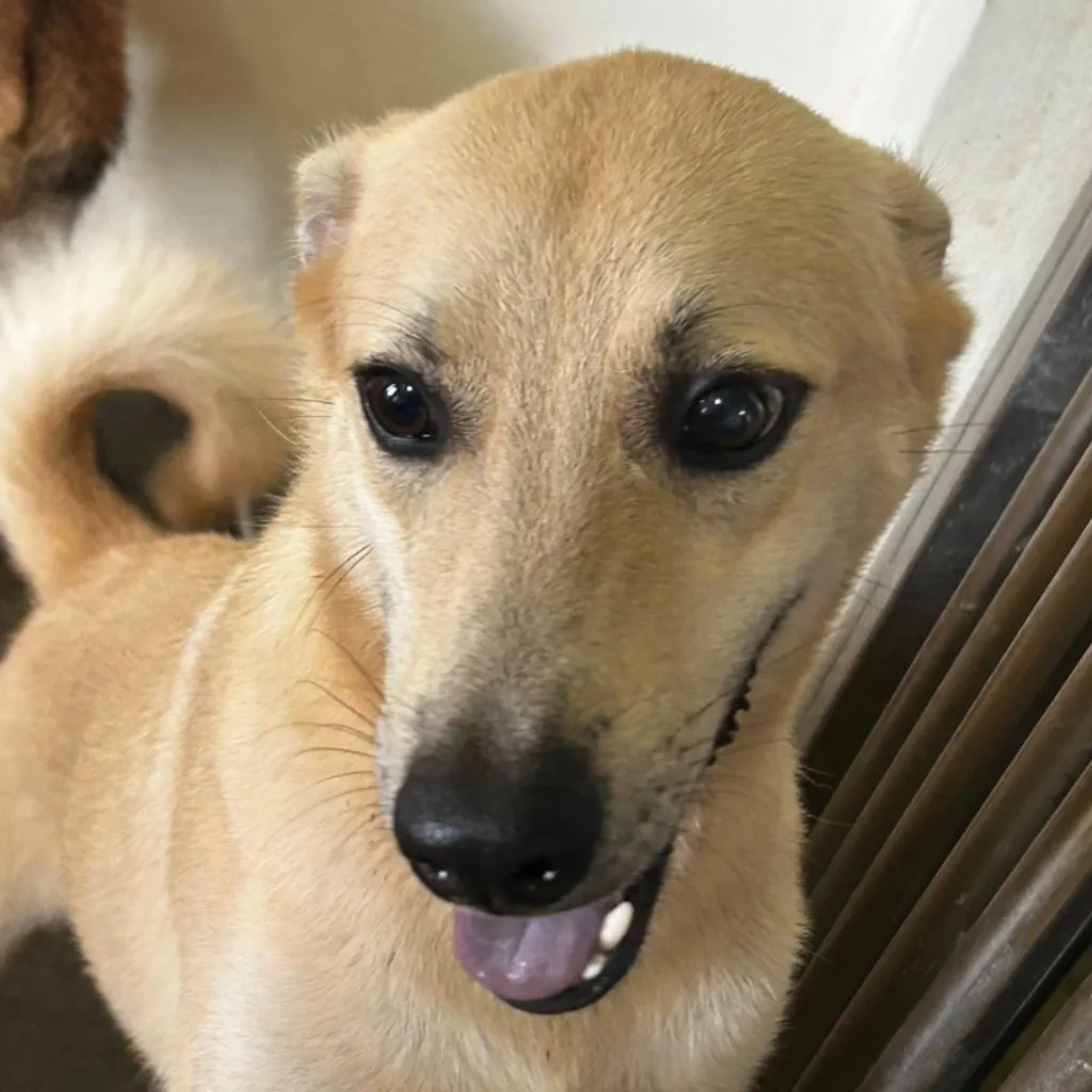 混種犬