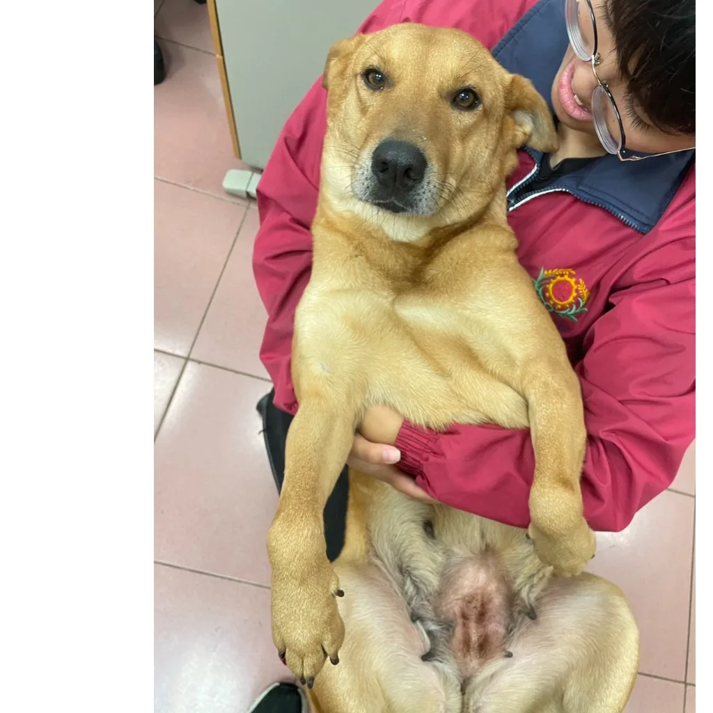 混種犬