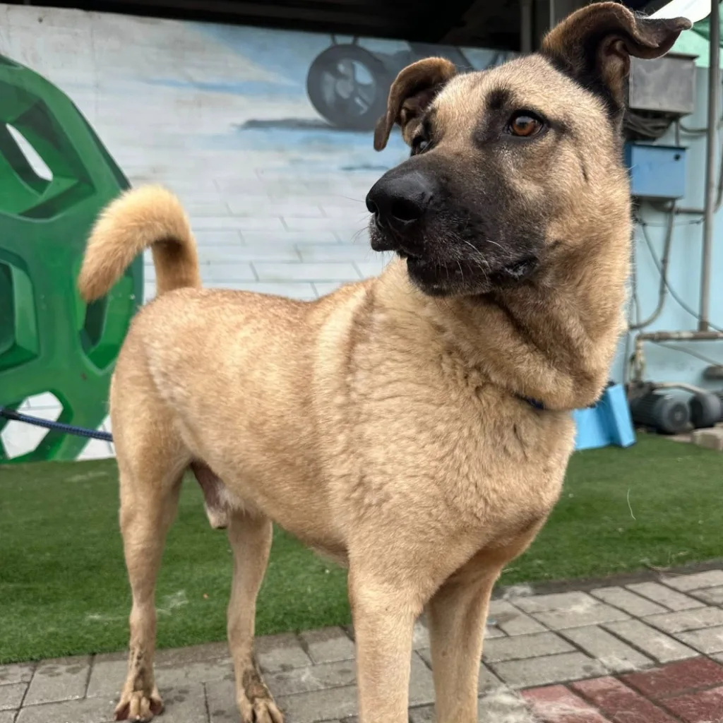 混種犬