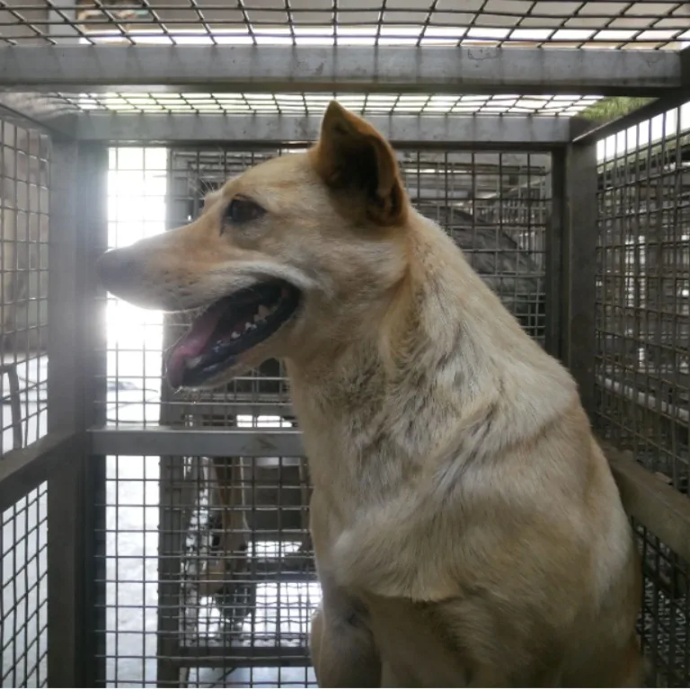 混種犬