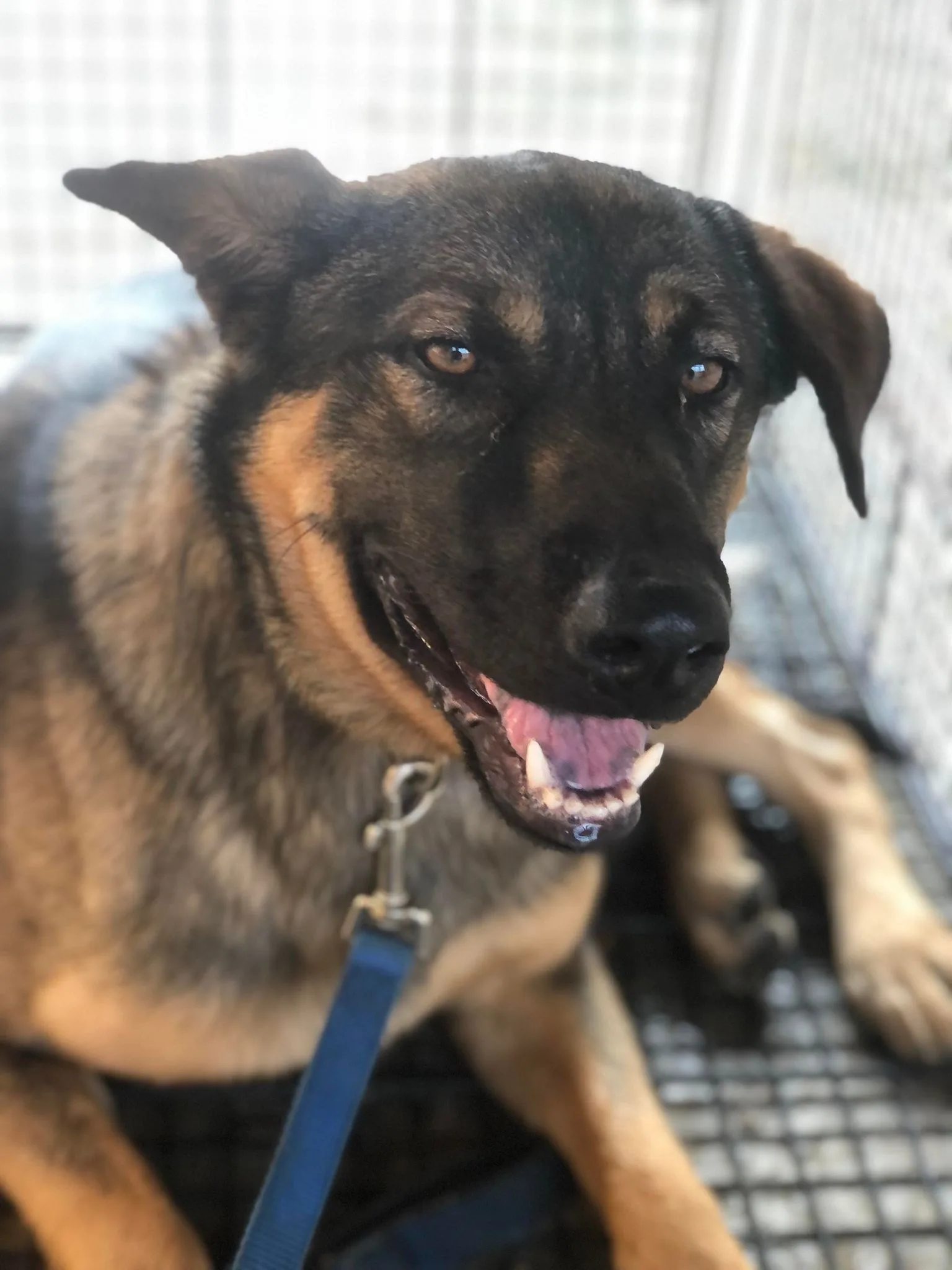 混種犬