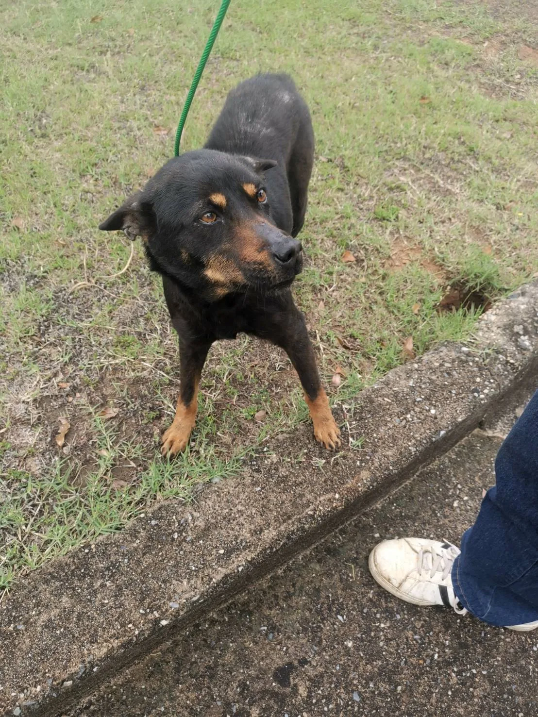 混種犬