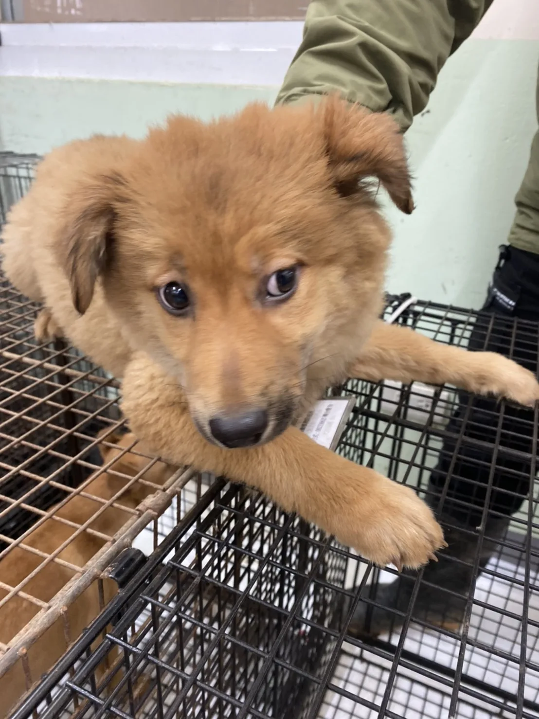 混種犬