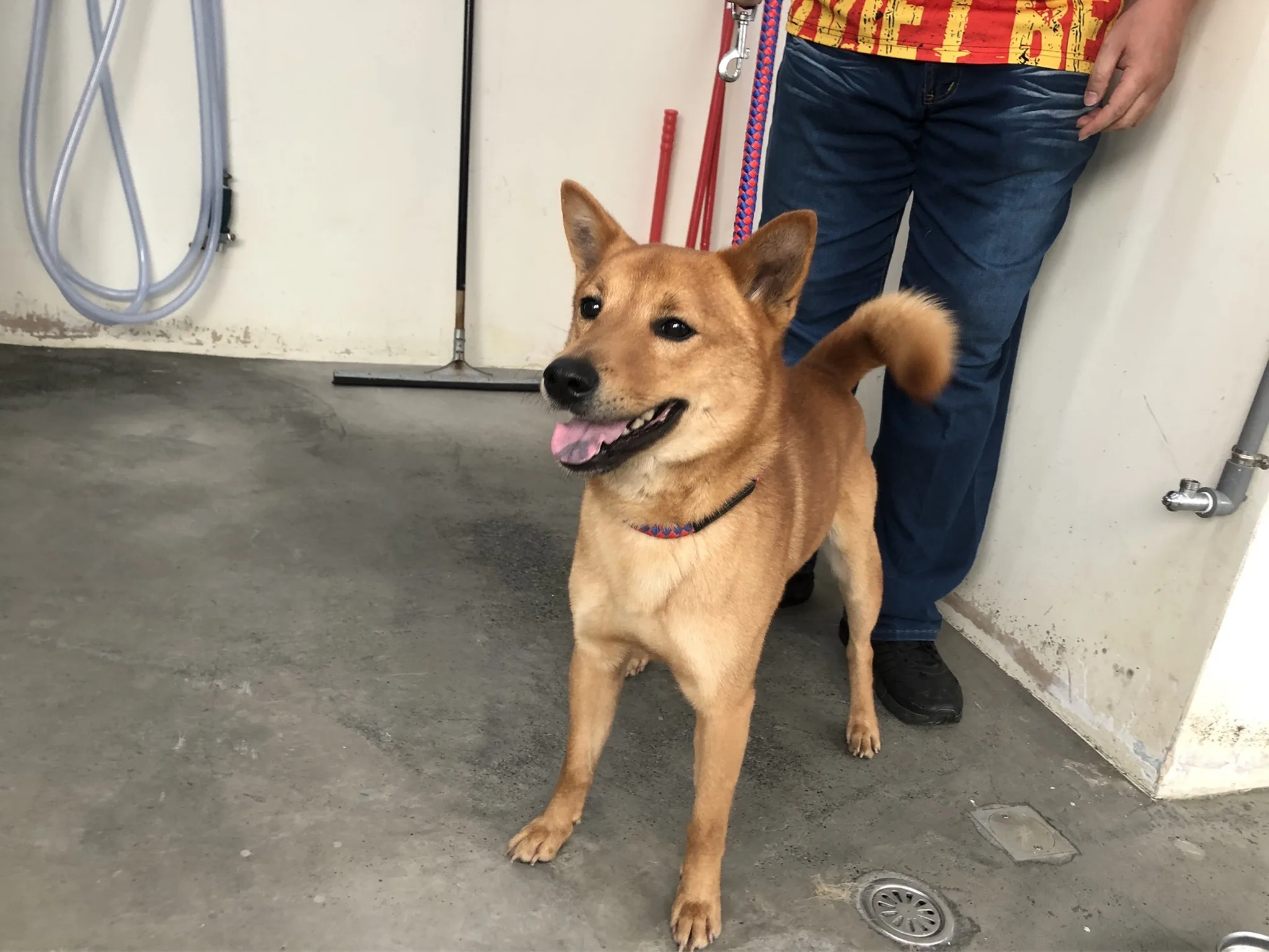 混種犬