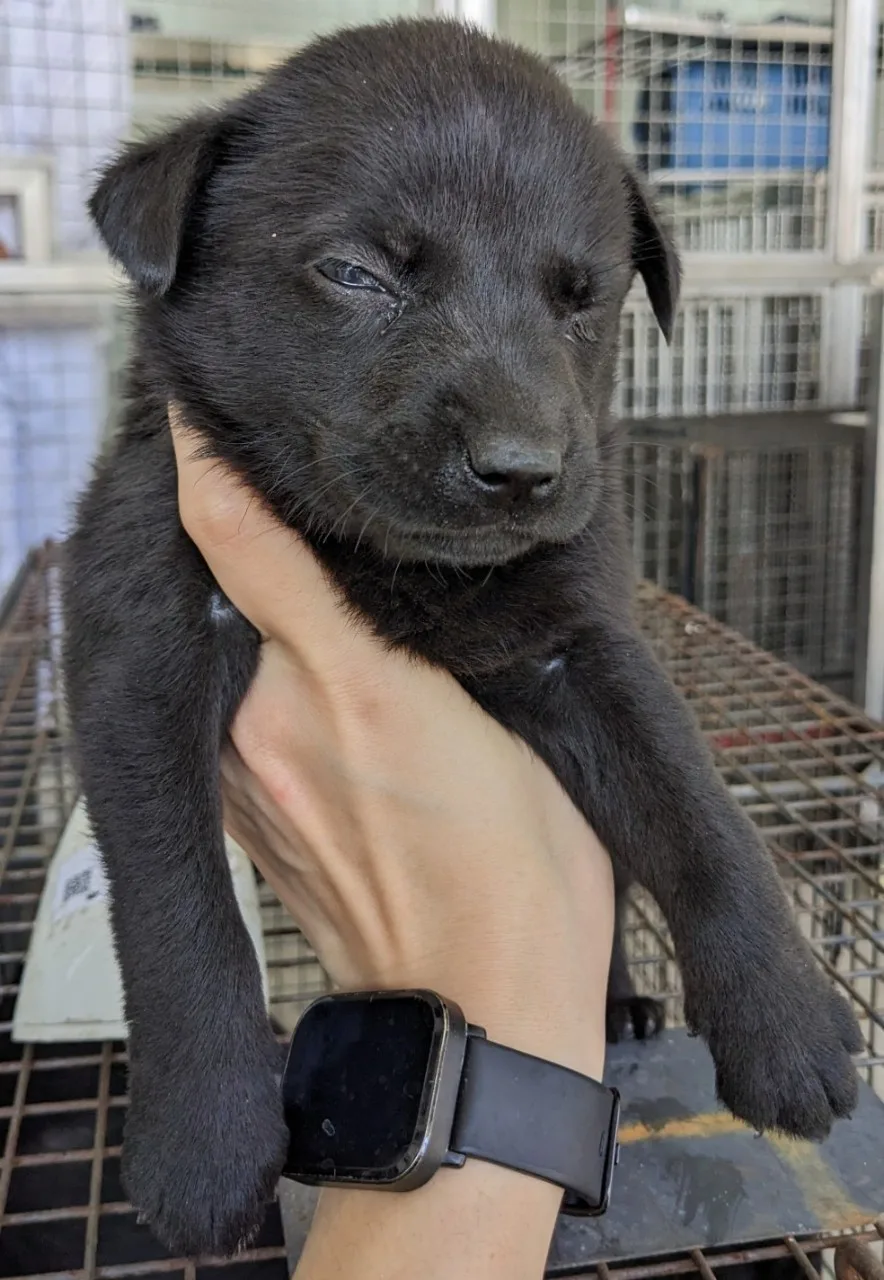 混種犬