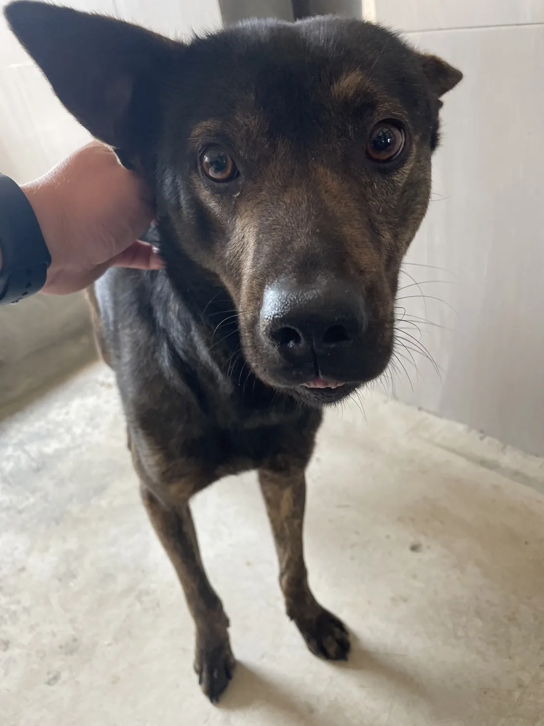 混種犬