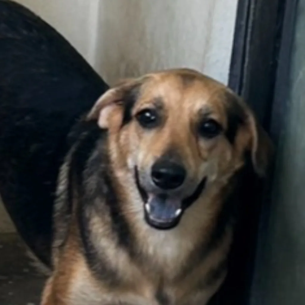 混種犬