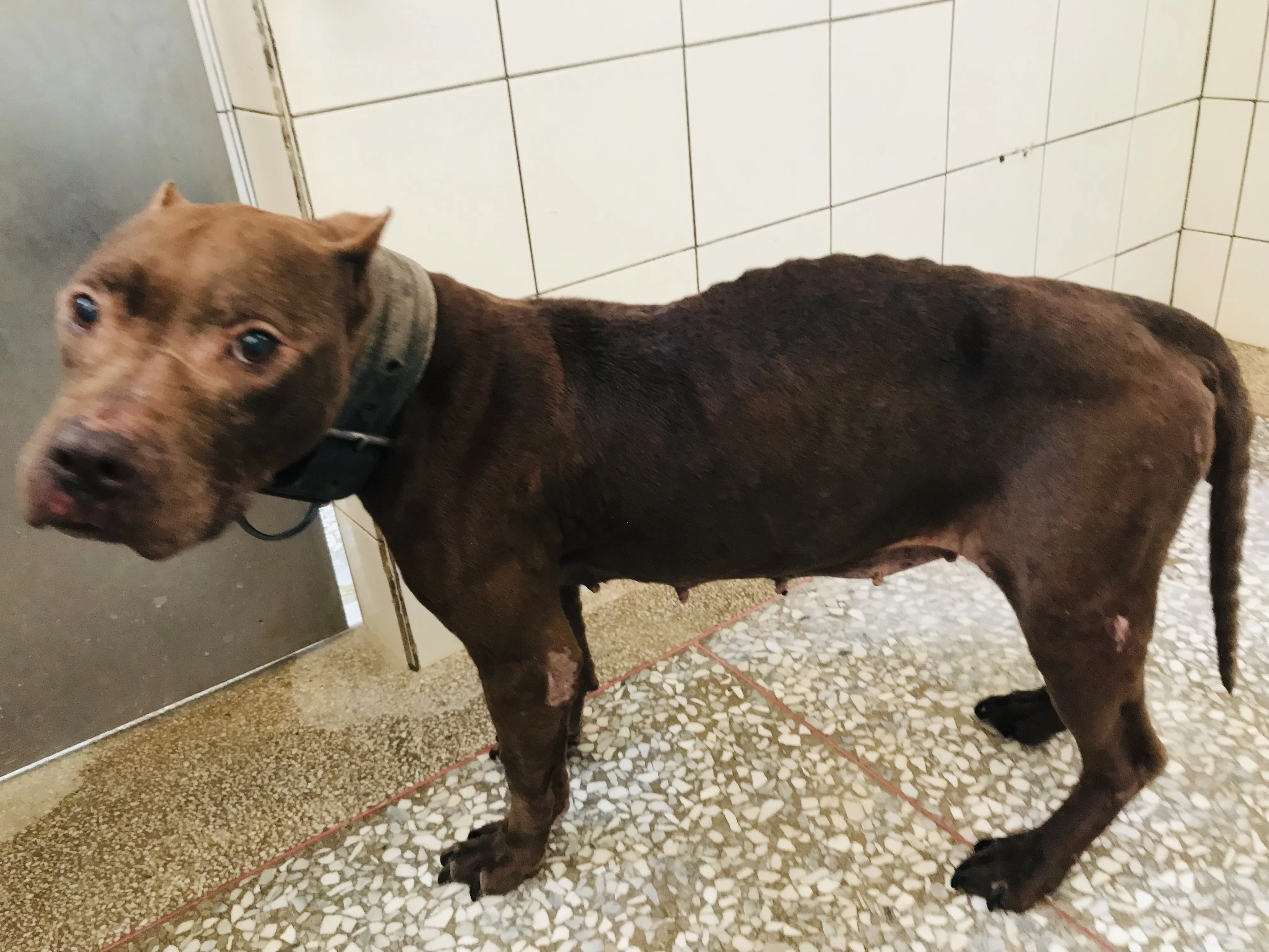 比特犬
