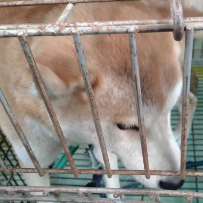 柴犬