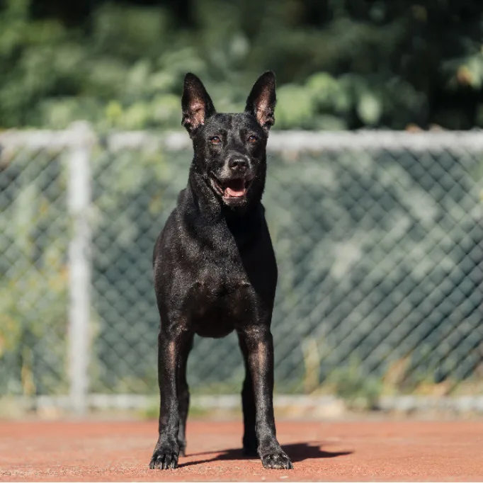 混種犬