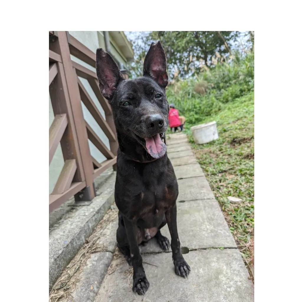 混種犬