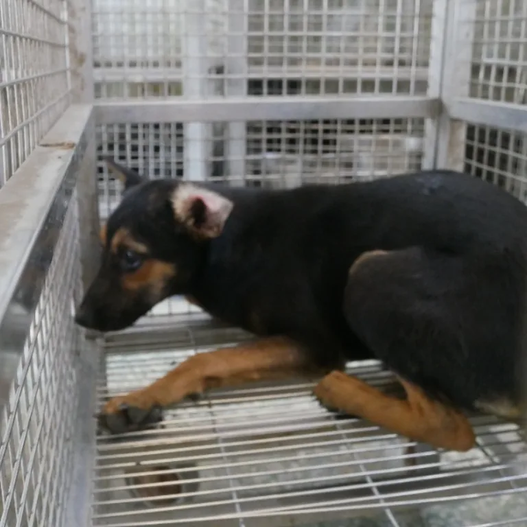 混種犬