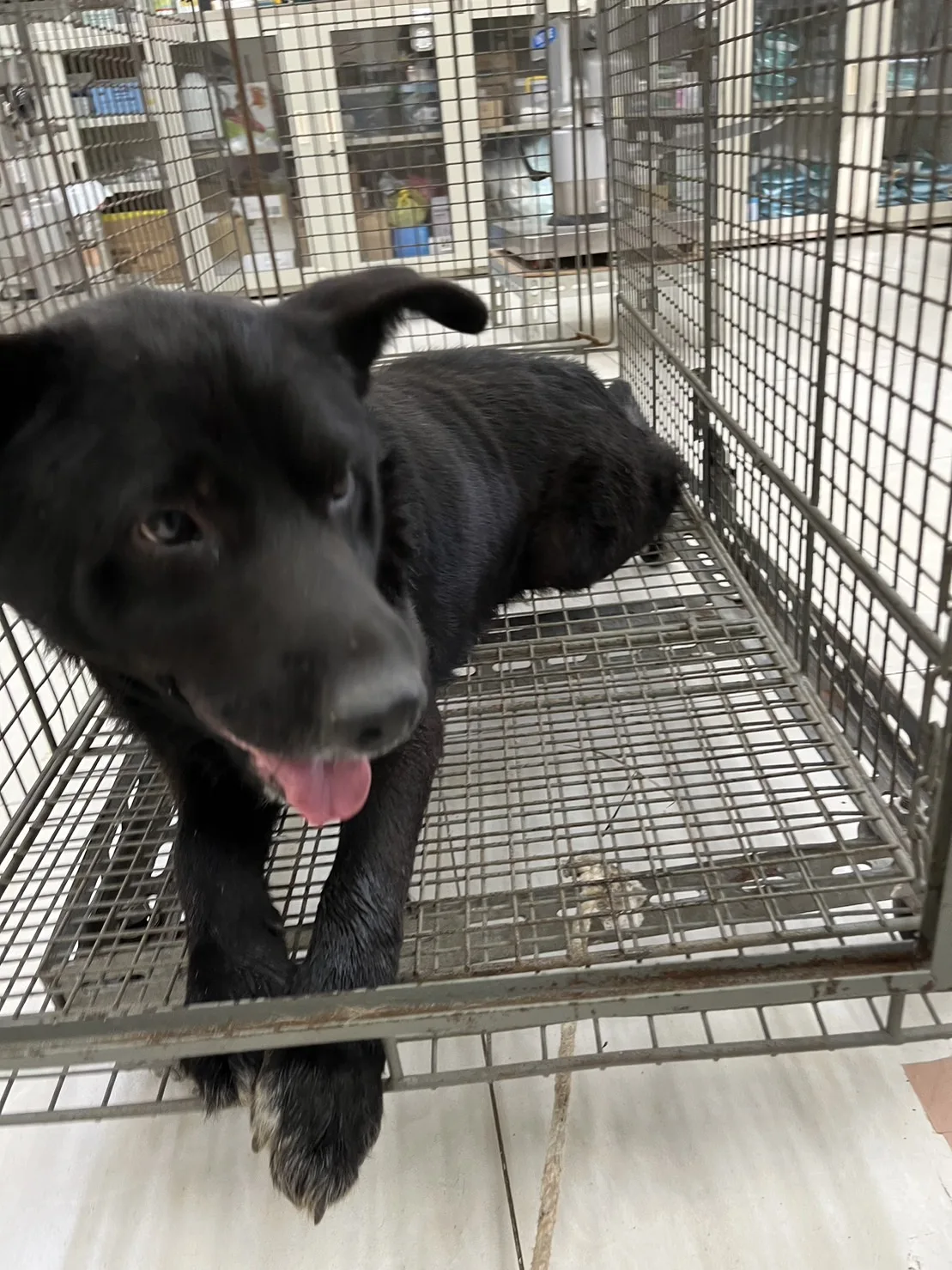 混種犬