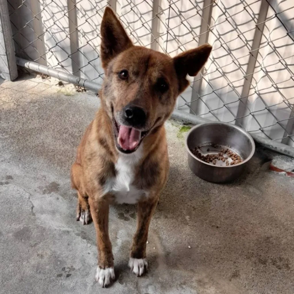 混種犬