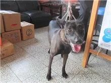 混種犬