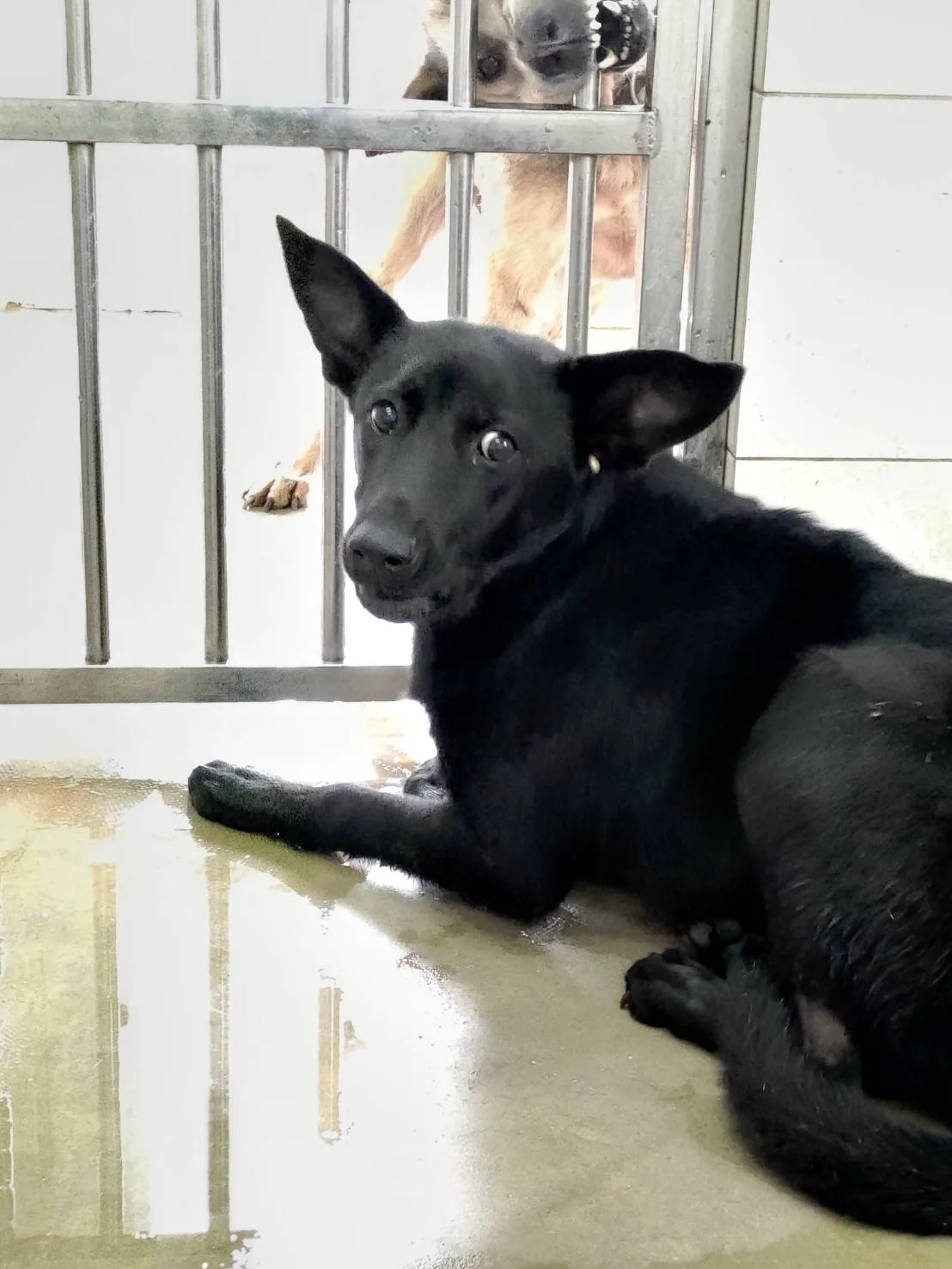 混種犬