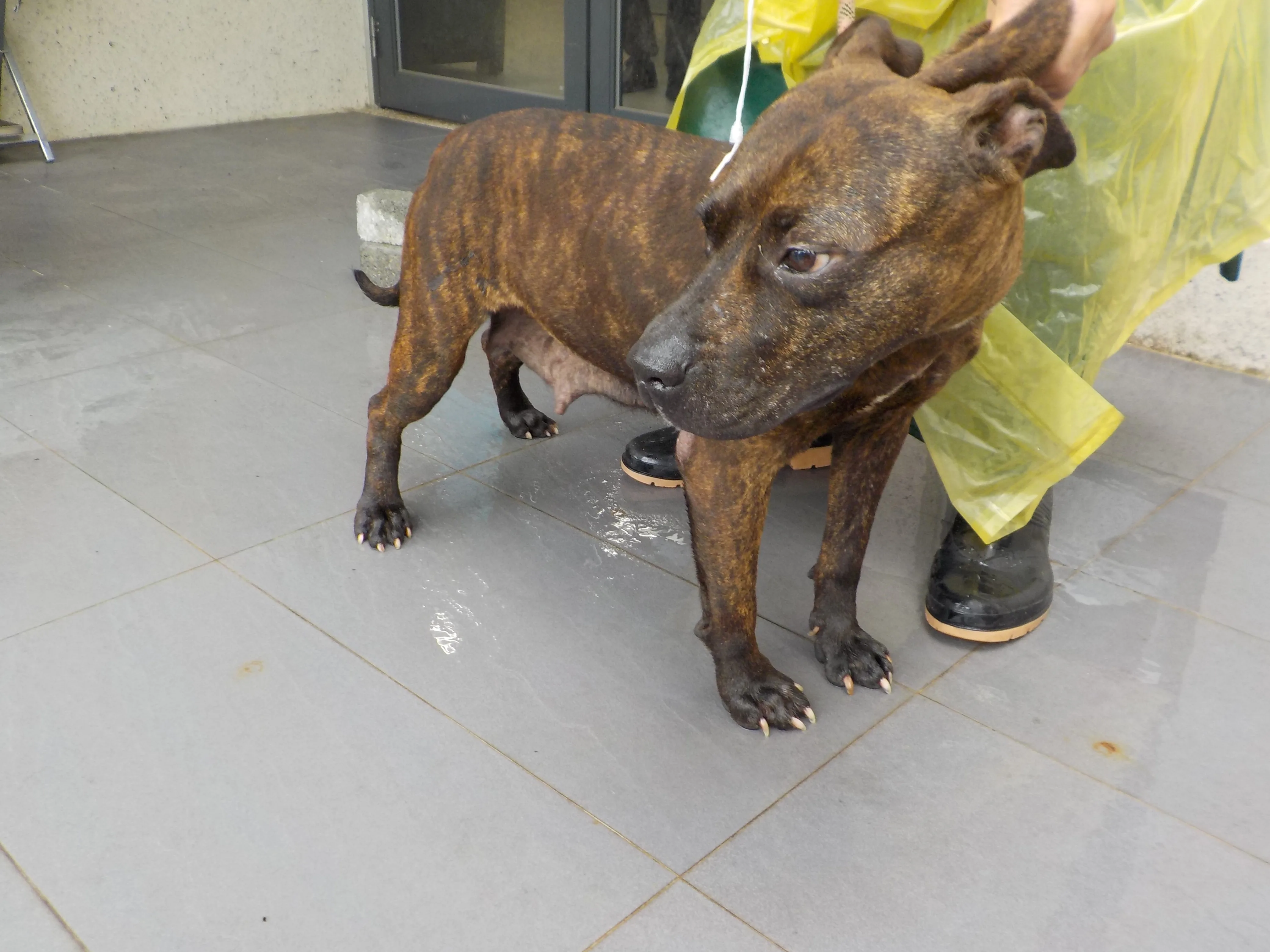 混種犬