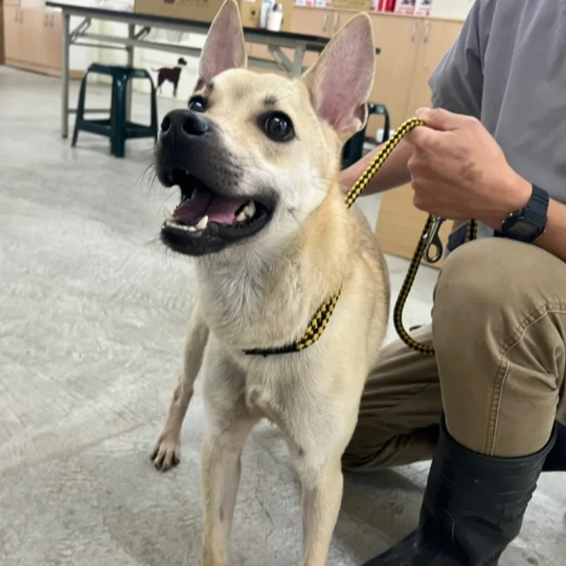 混種犬